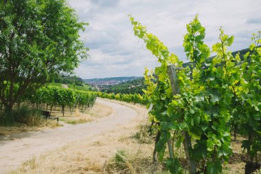 road and vineyard with trees on sides in Wurzburg, Germany clipart