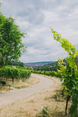 road to town and vineyard on sides in Wurzburg, Germany clipart