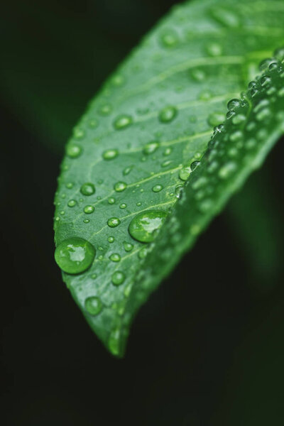 закрыть зеленый лист каплями воды после дождя
