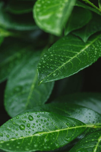 close up of leaves with water drops after dew