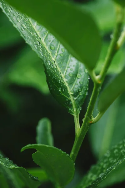Πέφτει Πράσινο Φυτό Φύλλα Και Νερό Μετά Βροχή — Φωτογραφία Αρχείου