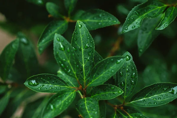 Perto Folhas Verdes Com Gotas Água Após Chuva — Fotografia de Stock