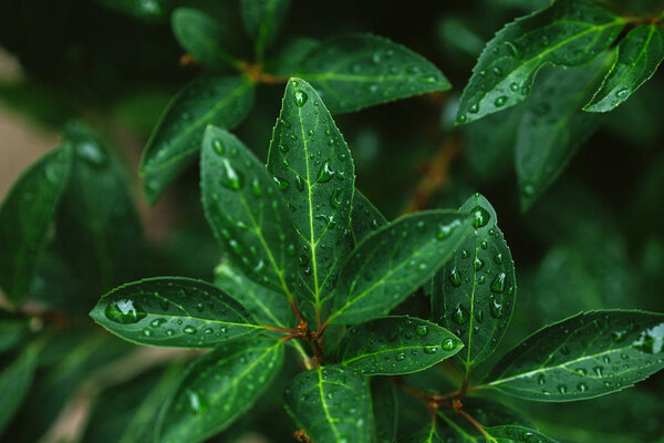 закрыть зеленые листья каплями воды после дождя
