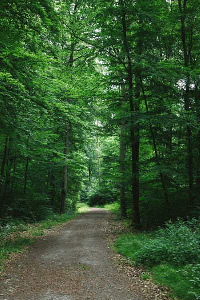 path in green beautiful forest in Wurzburg, Germany