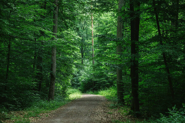 path in green beautiful dark forest in Wurzburg, Germany