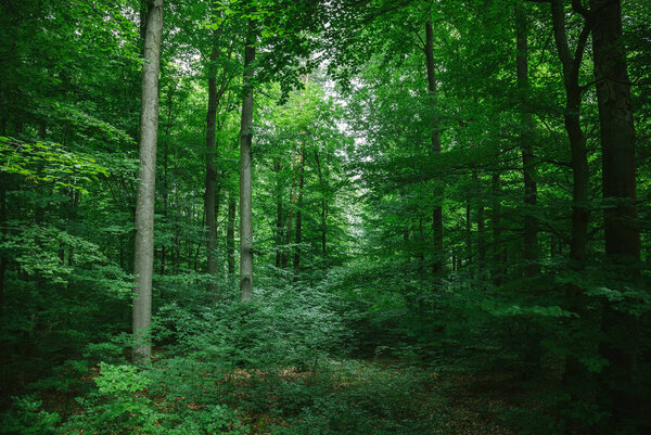 красивые лиственные деревья в лесу в Вурцбурге, Германия
