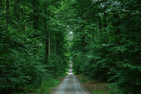Дорога в зеленом красивом лесу в городе Зальцбург, Германия
