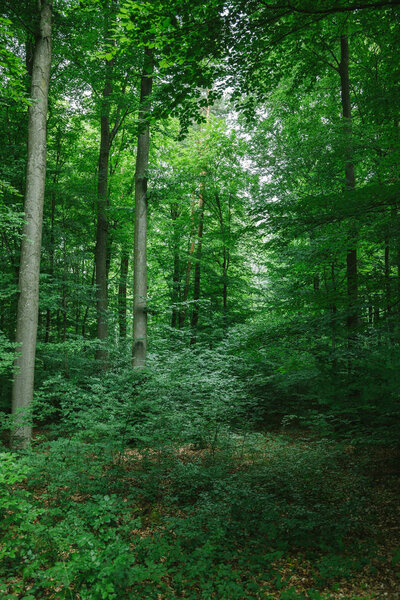 красивые деревья с зелеными листьями в лесу в Вурцбурге, Германия
