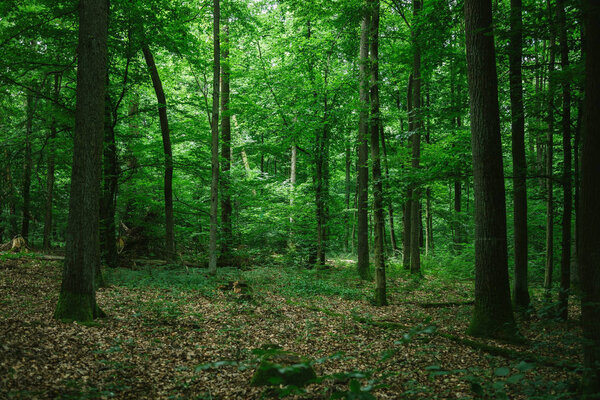 красивый зеленый лес в Германии летом
