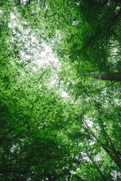 Tiefansicht Auf Grüne Bäume Wald Würzburg — Stockfoto