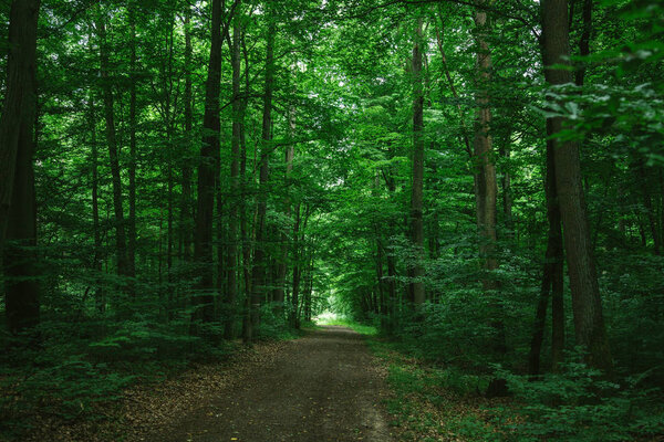 Тропа в зеленом темном лесу в немецком городе Зальцбург
