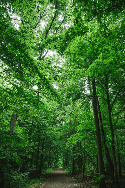тропа в красивом лесу, деревья с зелеными листьями в Вурцбурге, Германия
