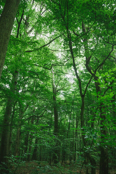 trees with green leaves in forest in Wurzburg, Germany