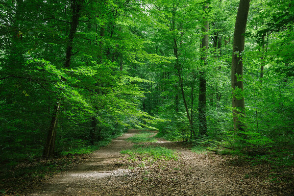 path between trees in green beautiful forest in Wurzburg, Germany