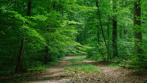 тропа в зеленом красивом лесу в Вурцбурге, Германия
