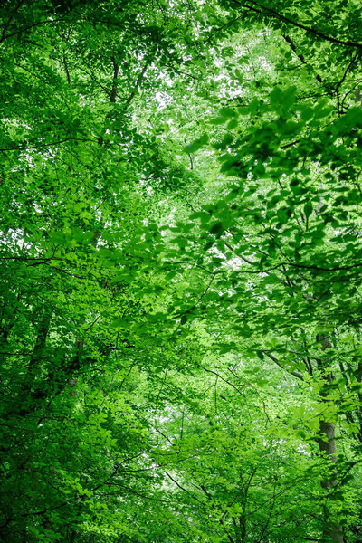 low angle view of green trees with leaves in forest in Wurzburg, Germany
