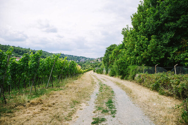 road to village and vineyard with trees on sides in Wurzburg, Germany