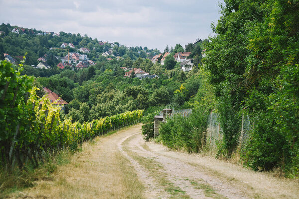 rural road to village and vineyard with trees on sides in Wurzburg, Germany
