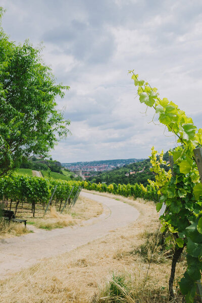 road to town and vineyard on sides in Wurzburg, Germany