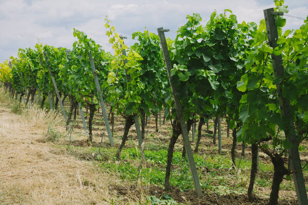 agricultural