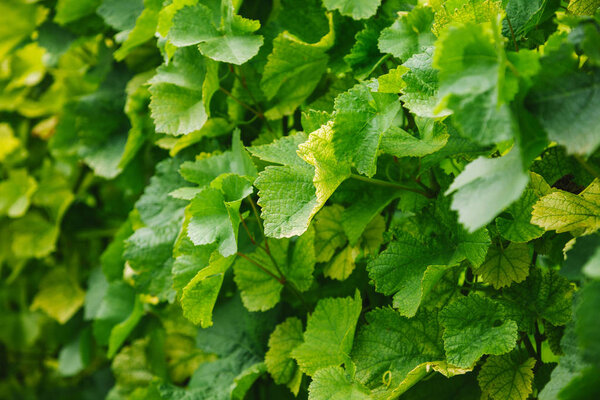 full frame image of green leaves of vineyard in Wurzburg, Germany 