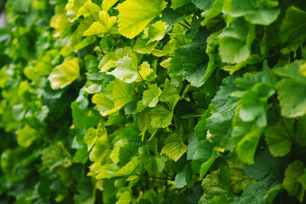full frame image of vineyard leaves background