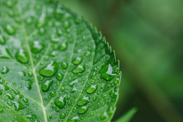 close up view of water drops on green leaf 