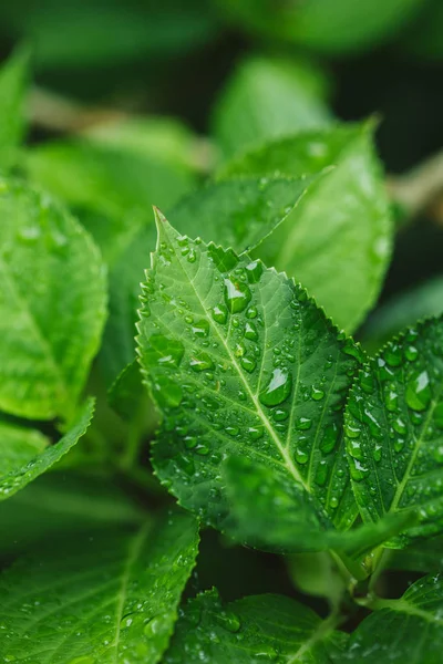 close up view of green leaves with water drops 