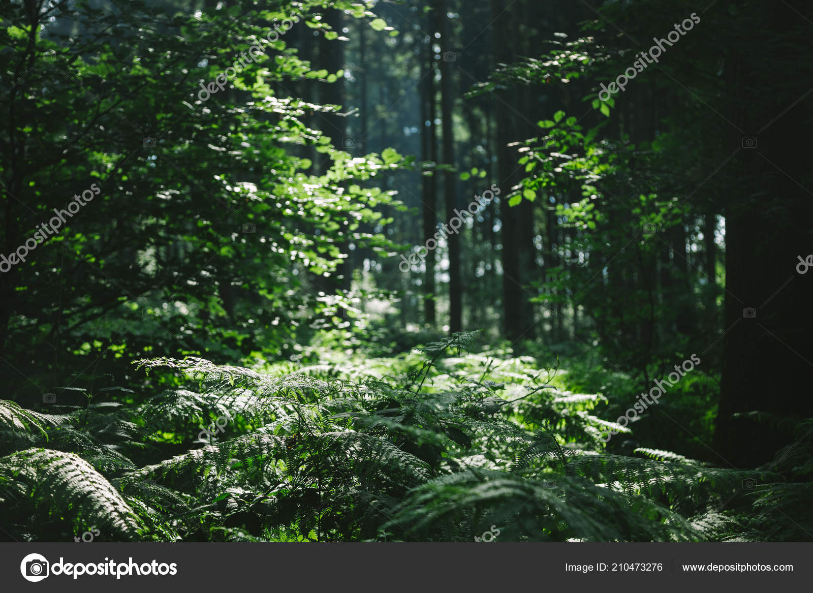 Trees Beautiful Forest Sunlight Hamburg Germany — Stock Photo ...