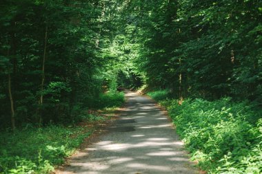 road in beautiful green forest in Hamburg, Germany  clipart