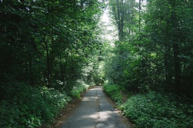 road between green trees in beautiful forest in Hamburg, Germany  clipart