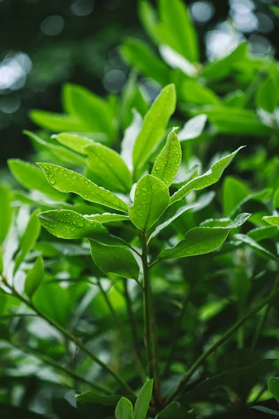 selective focus of branches with green leaves 