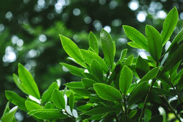selective focus of foliage with water drops 