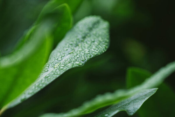 selective focus of water drops on green leaves 