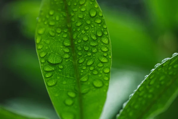 Gotas — Fotografia de Stock