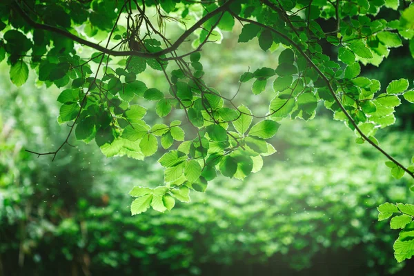 Leaves — Stock Photo, Image