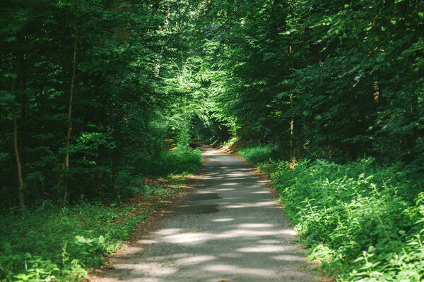 road in beautiful green forest in Hamburg, Germany 