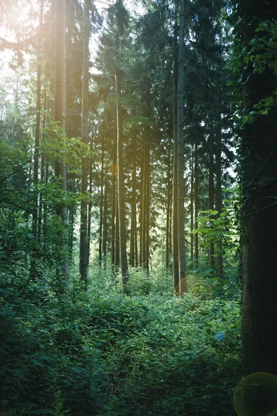 Skog — Stockfoto