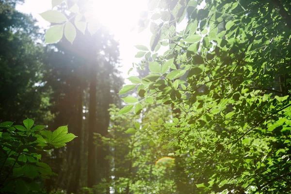 Drzew Zielonych Liści Lesie Pod Światło Słoneczne Hamburg Niemcy — Zdjęcie stockowe