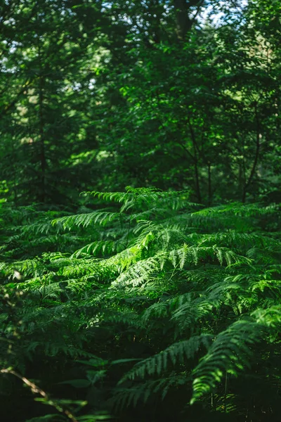 德国汉堡绿色森林中的美丽绿叶树 — 免费的图库照片