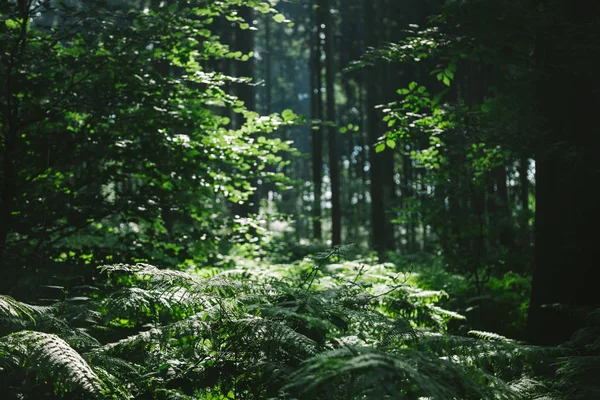 Hamburg Almanya Için Güneş Işığı Altında Güzel Ormandaki Ağaçlar — Stok fotoğraf