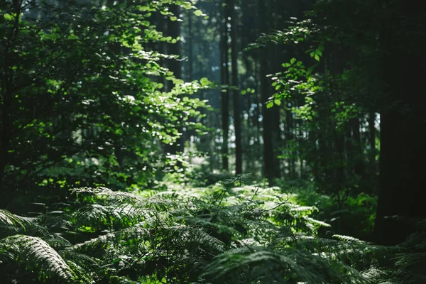 trees in beautiful forest under sunlight in Hamburg, Germany 