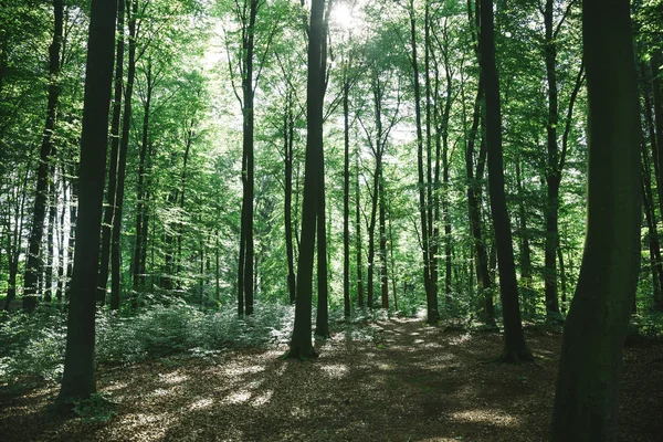 Naturaleza — Foto de Stock