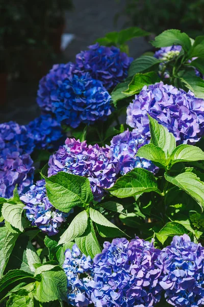 Hortensia — Stockfoto