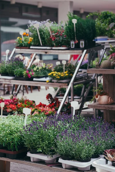 Flowers — Stock Photo