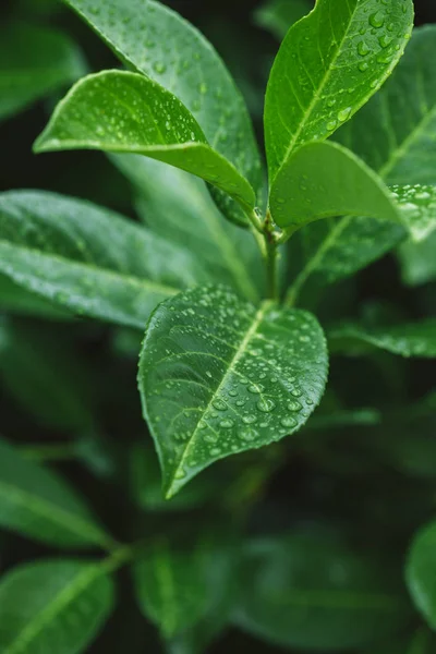 Close up of green leaves with water drops after dew — Stock Photo