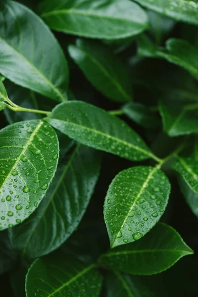 Folhas verdes com gotas de água após o orvalho — Fotografia de Stock