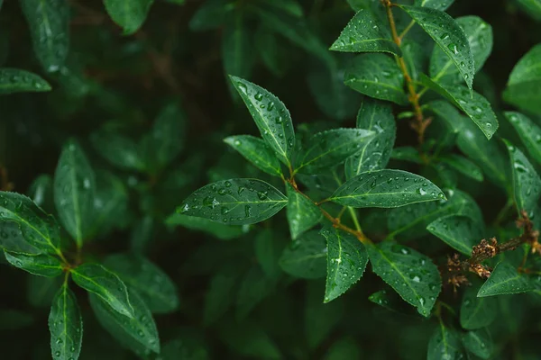 Green leaves with water drops after rain — Stock Photo