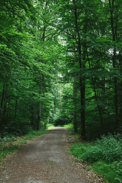 Camino en verde hermoso bosque en Wurzburg, Alemania — Stock Photo