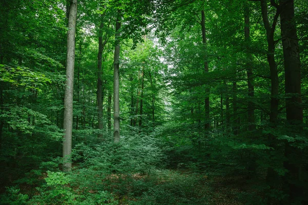 Beaux arbres feuillus dans la forêt à Wurzburg, Allemagne — Photo de stock
